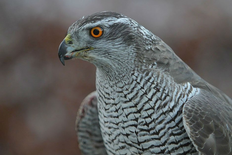 Сапсан Falco peregrinus