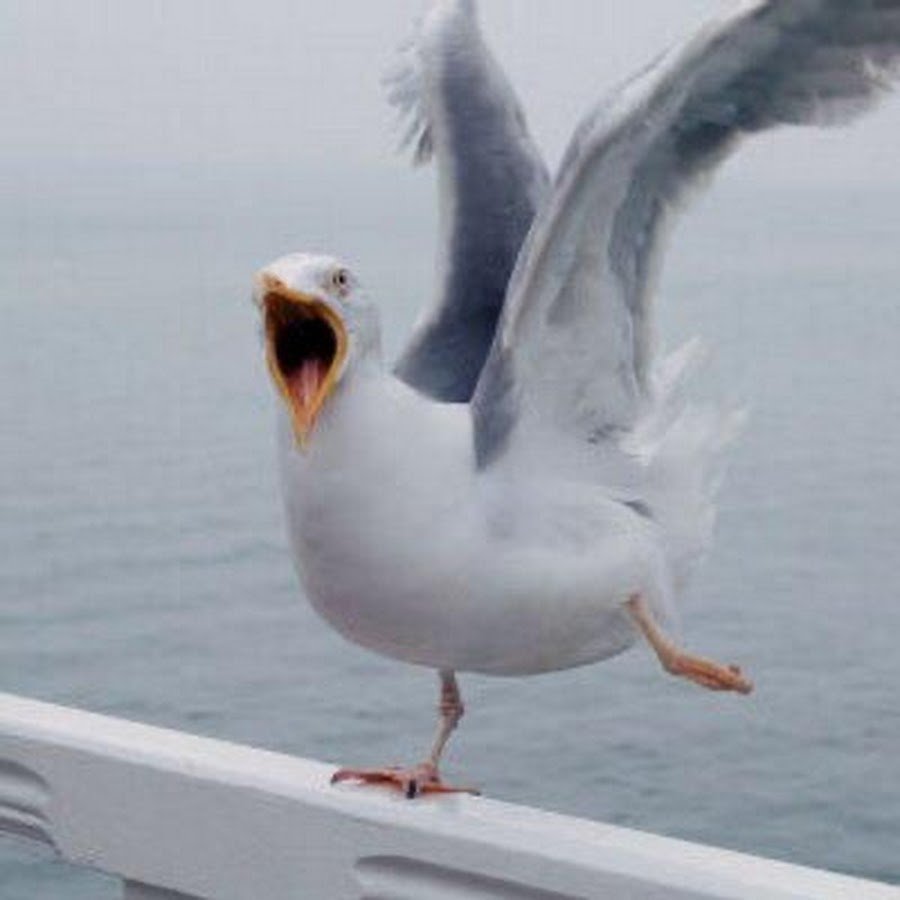 Чайка над морем