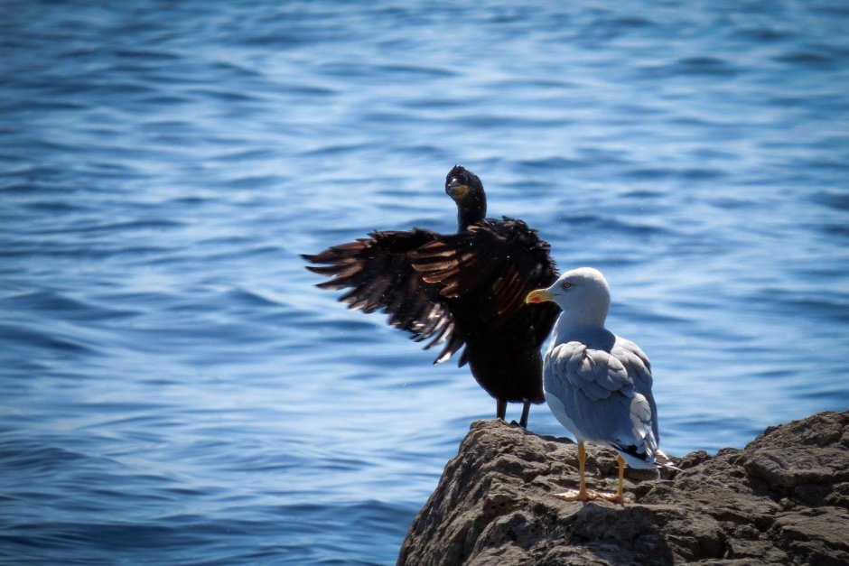 Бакланы и Чайки разница