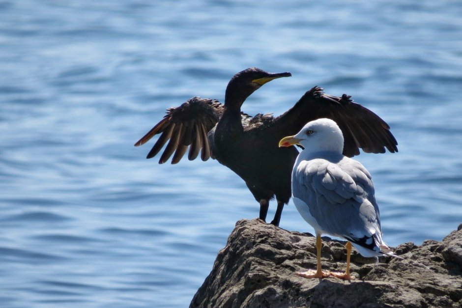 Чайка Буревестник Баклан