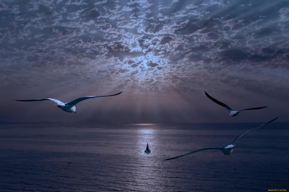 Чайки над кораблем