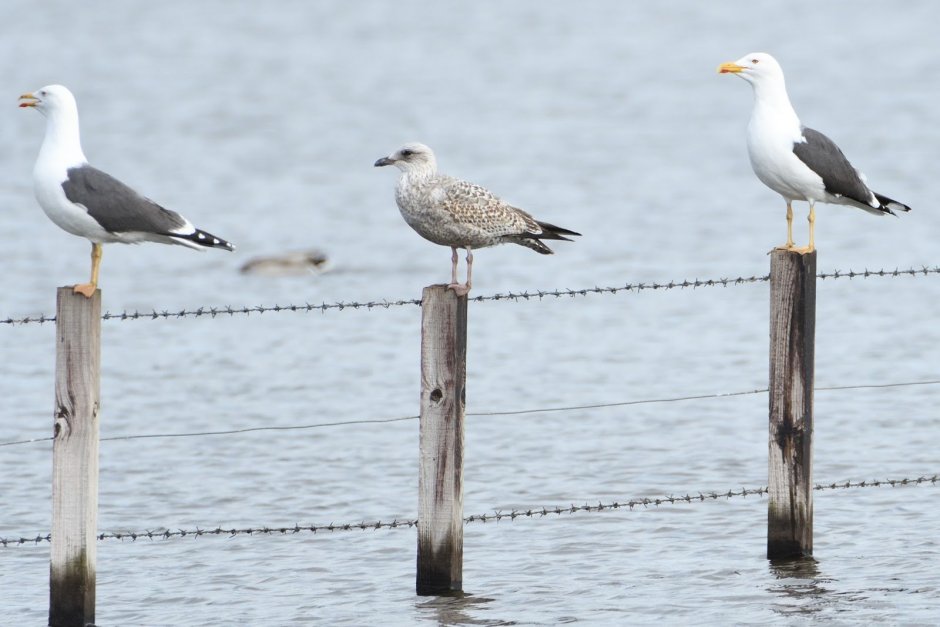 Чайка Баклан Альбатрос