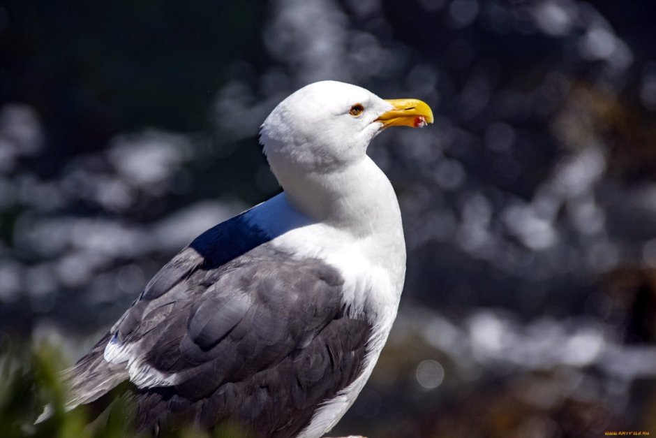 Чайка Баклан птица