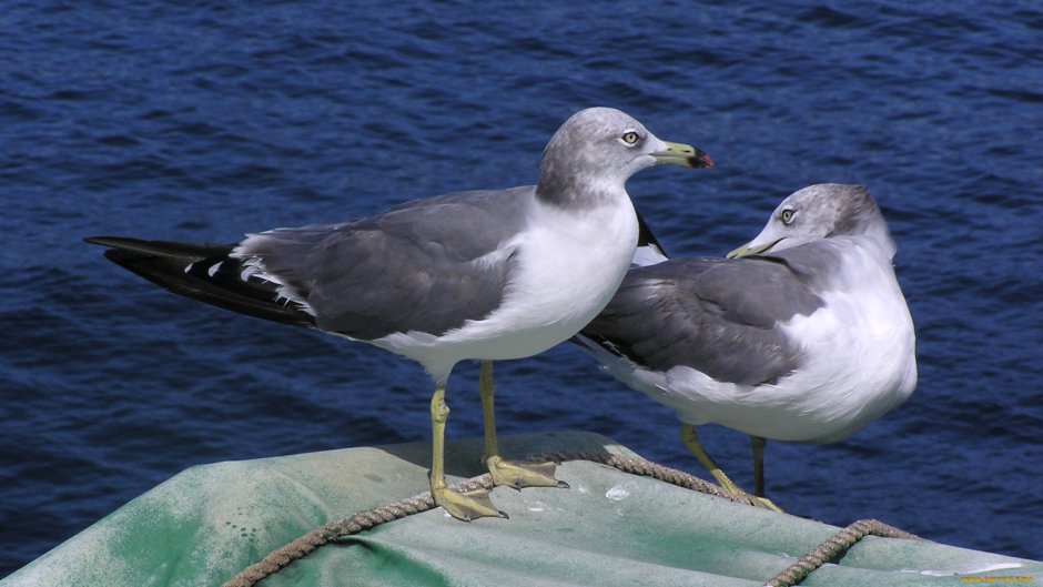 Баклан и Чайка