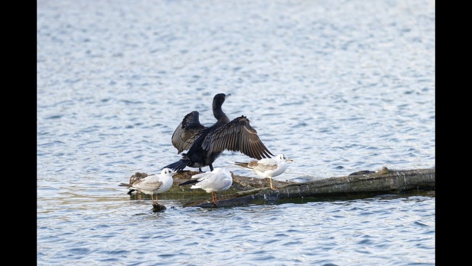 Баклан Черноморский птица белый