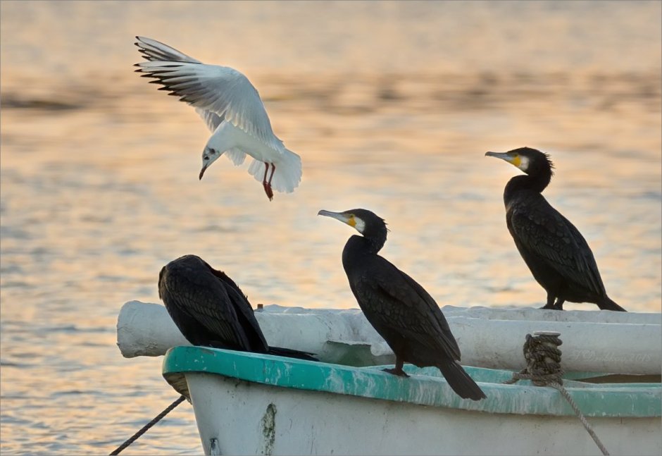 Баклан и Чайка