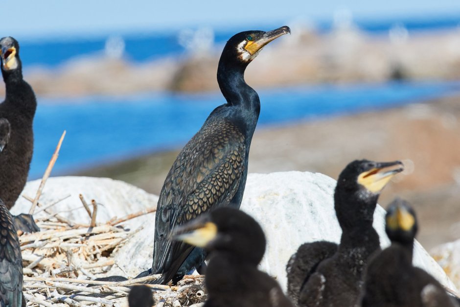 Бакланы в Ленобласти