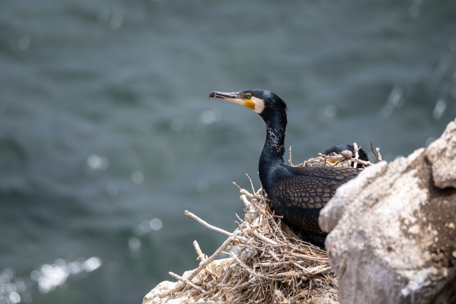 Баклан Мурманск