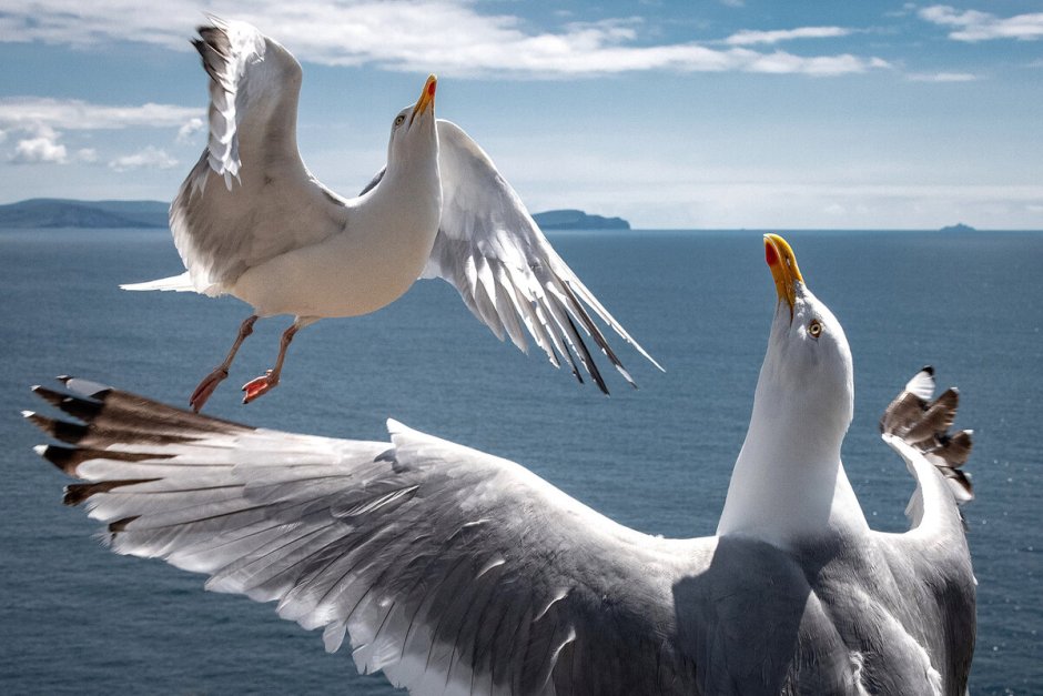 Баклан и Чайка