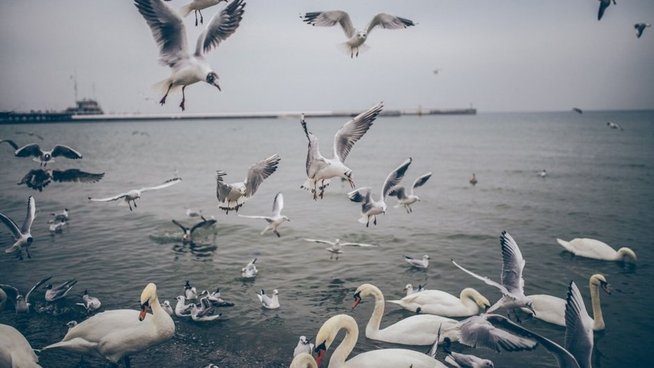 Баклан Керчь