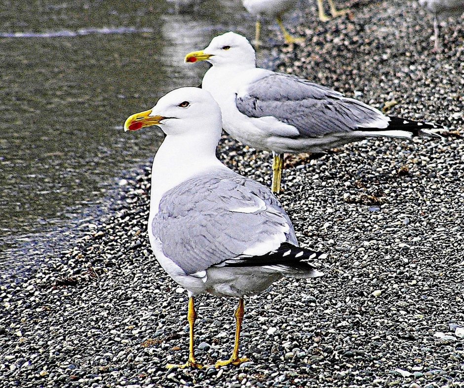 Синяя Чайка