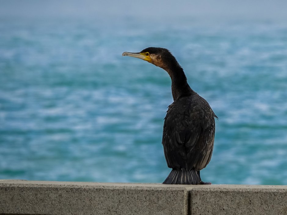 Птицы над океаном