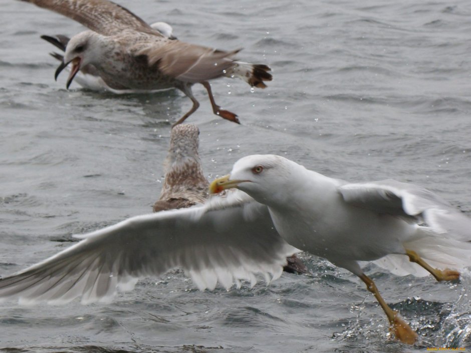 Чайка Балтийск