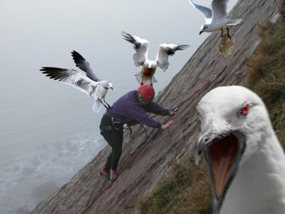 Баклан и Чайка