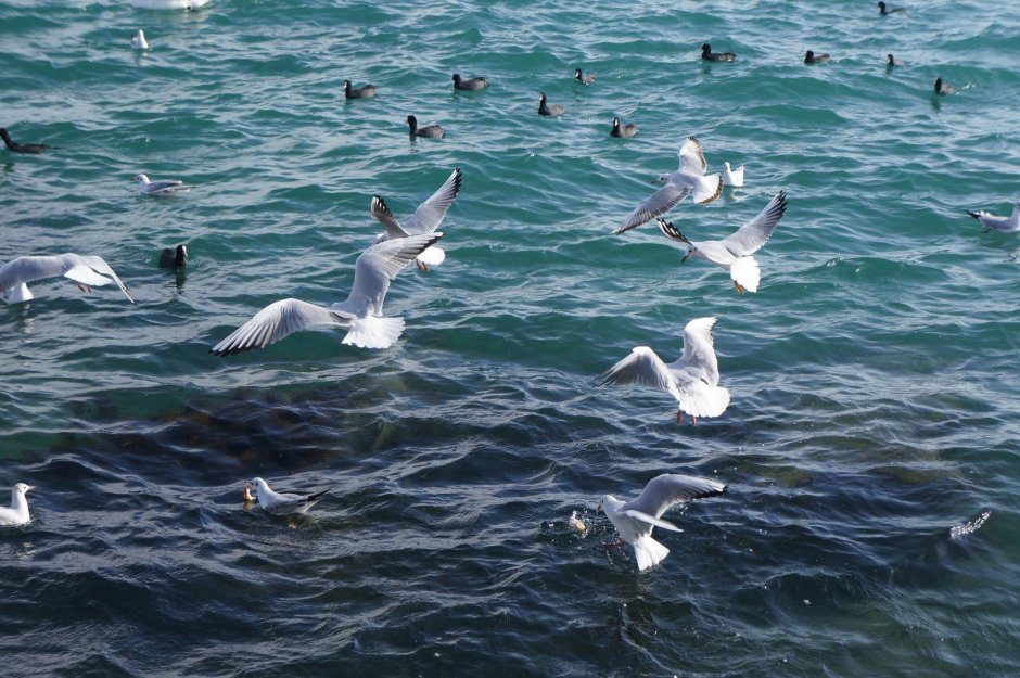 Чайки Балтийского моря