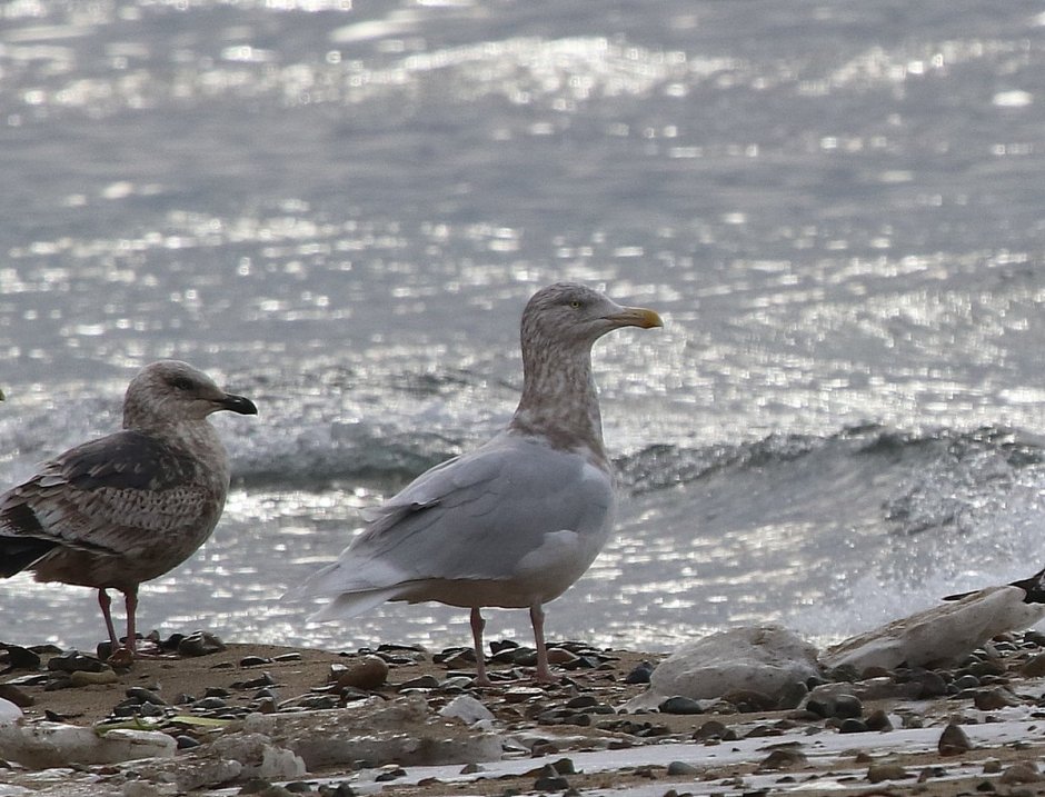 Чайка Баклан Альбатрос