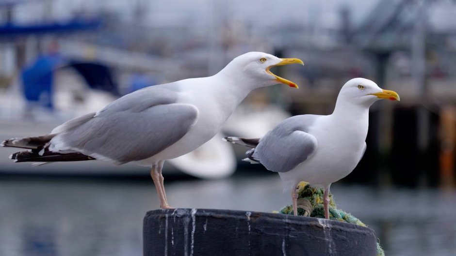 Баклан Балтийское море