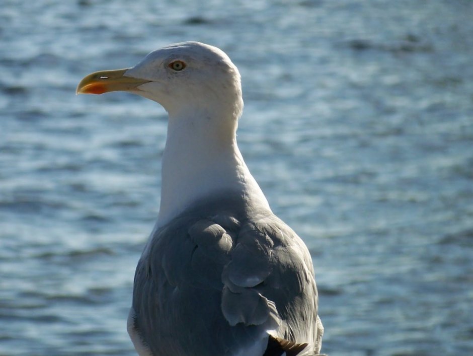Баклан белый и Чайка