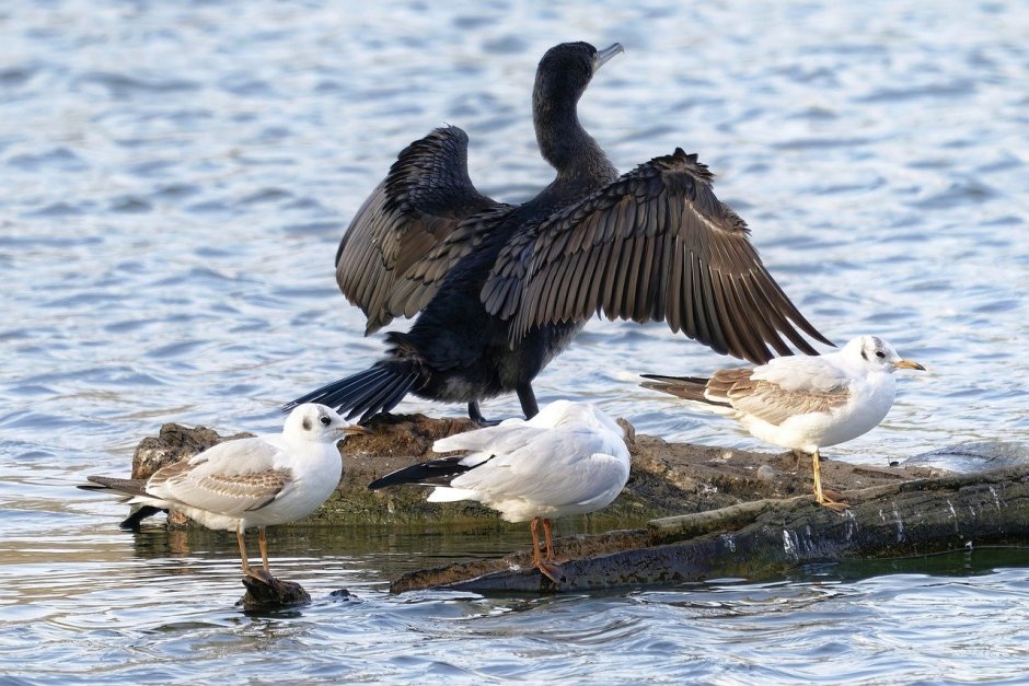 Как выглядят Чайки и бакланы фото