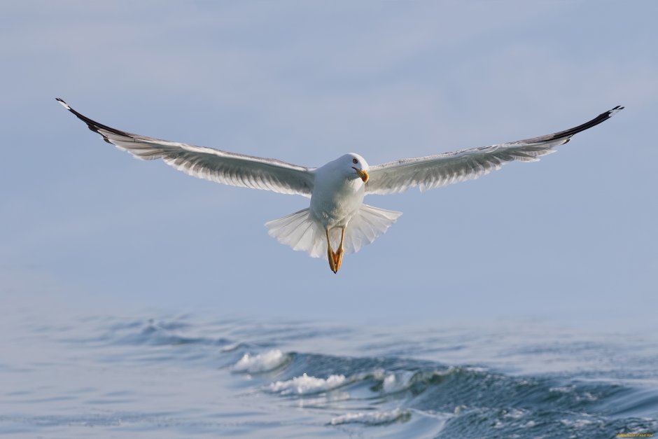 Байкальская Чайка и Баклан