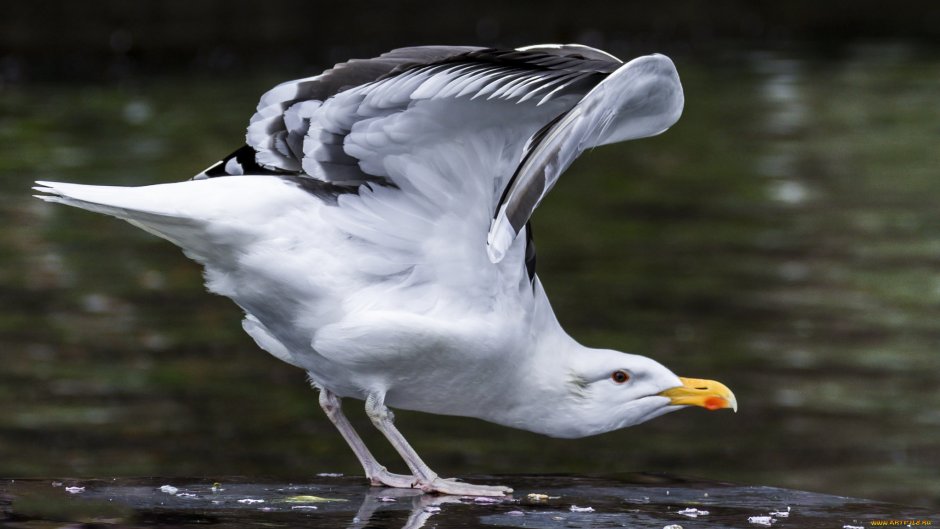 Морская Чайка Баклан