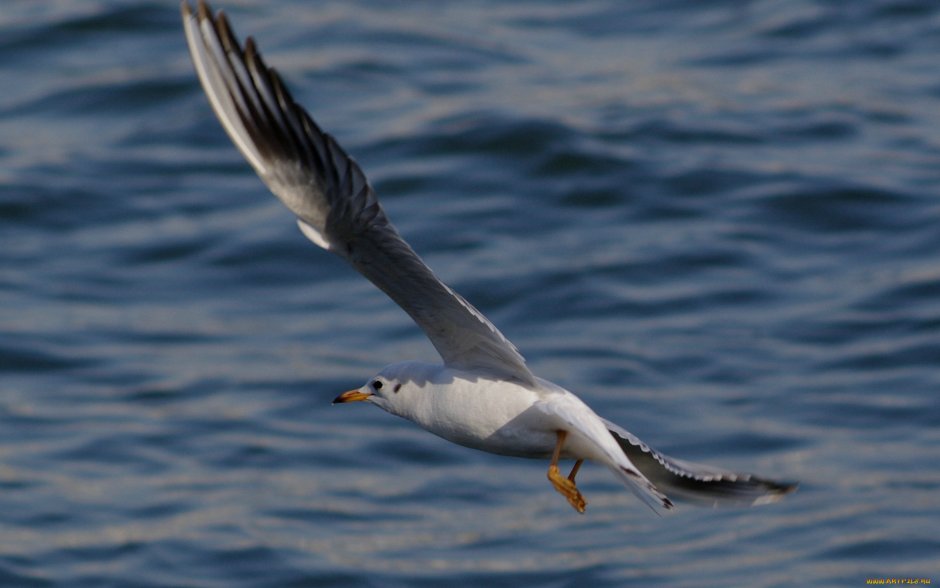 Морская Чайка Баклан