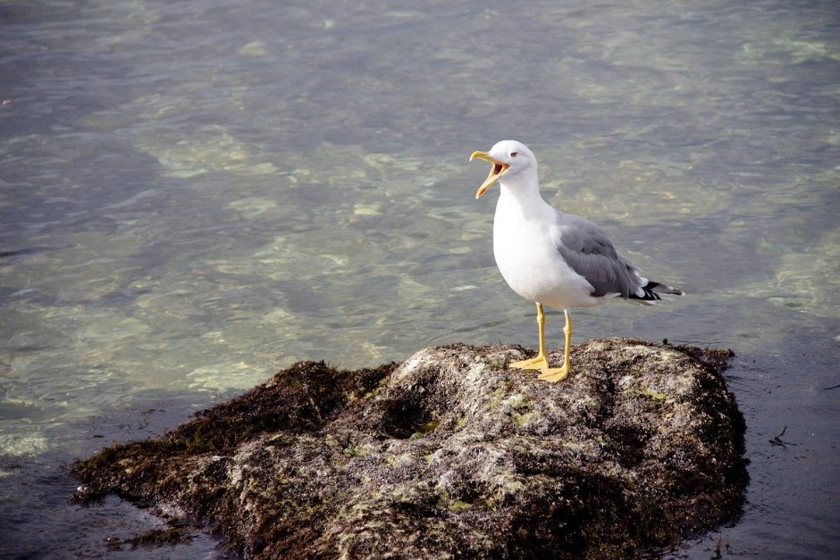Чайки на берегу