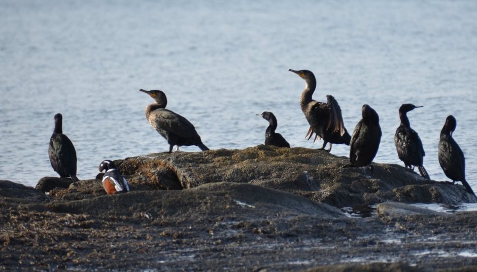 Море Чайки бакланы