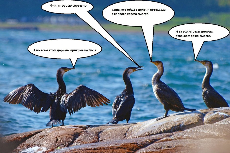 Чайки нападают на людей