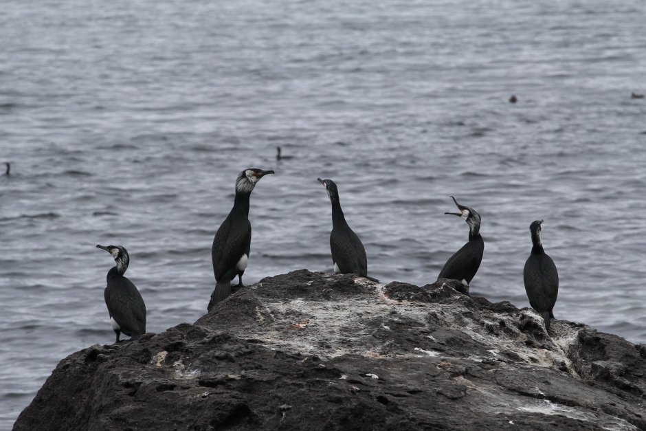 Чайка крачка