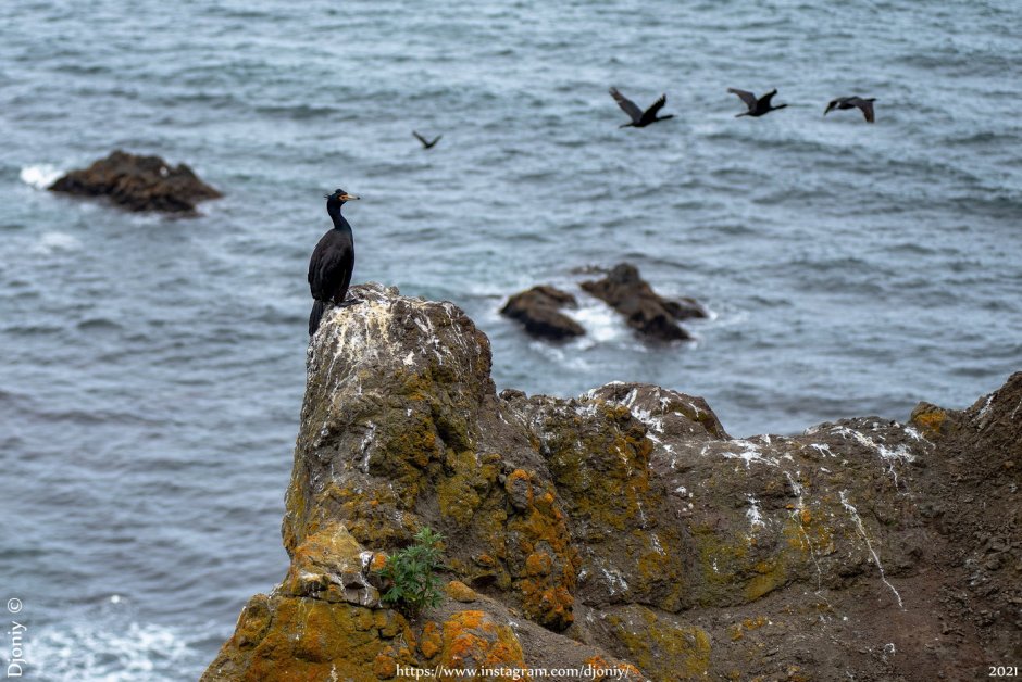Чайковые бакланы