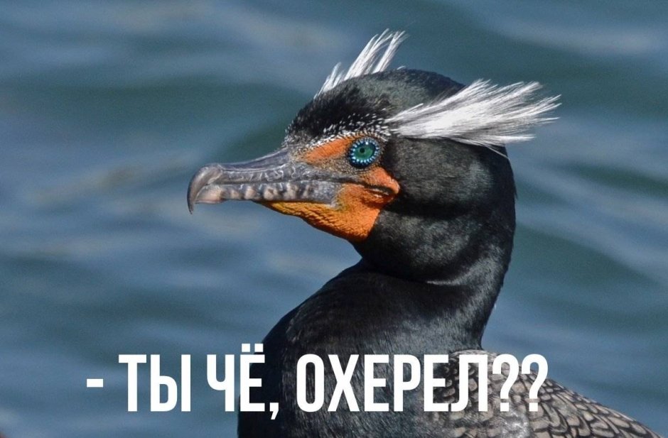 Баклан Североморск