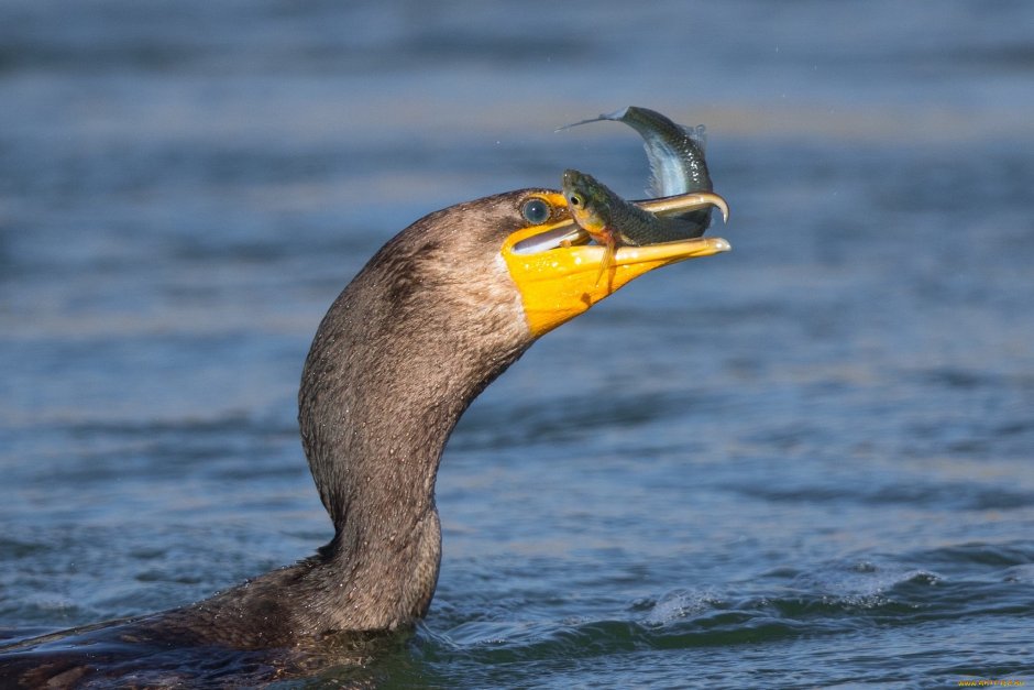 Животные запутываются в масках