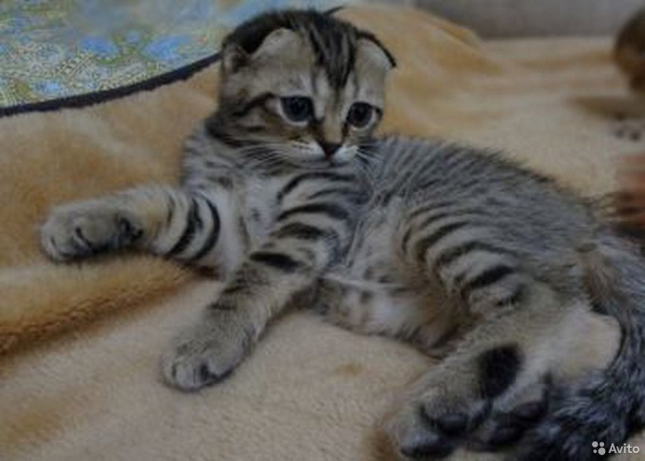 Скоттиш фолд тигровый