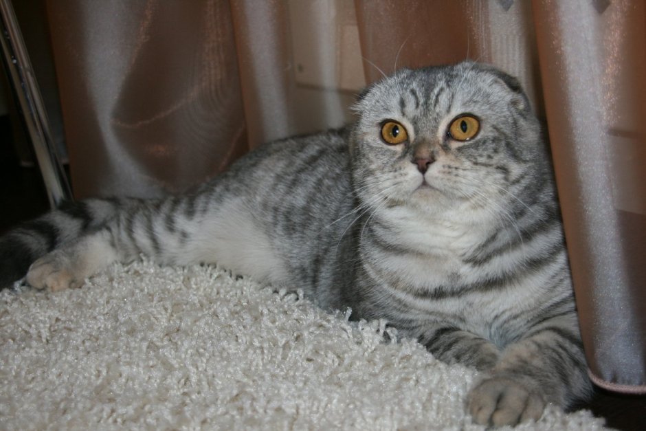 Скоттиш фолд серый полосатый