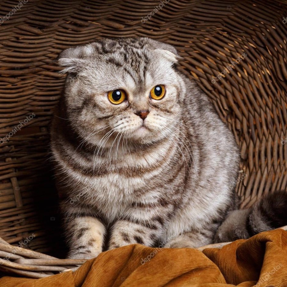 Котята вислоухие серо полосатые
