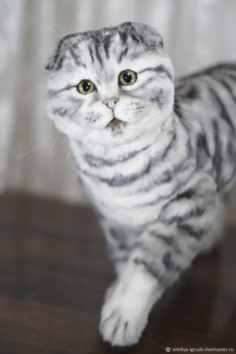 Шотландская вислоухая кошка табби