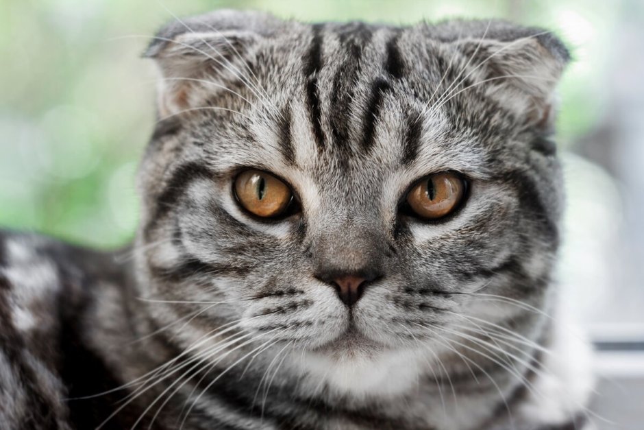 Шотландский вислоухий кот полосатый серый