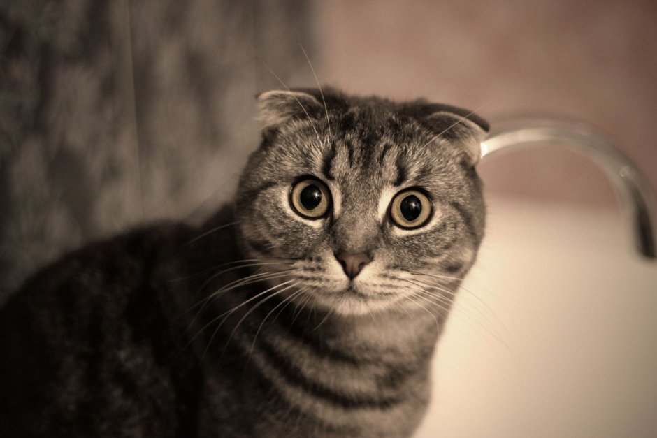 Шотландский вислоухий кот полосатый