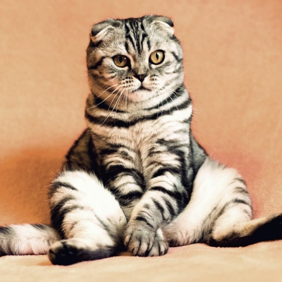Скоттиш фолд табби