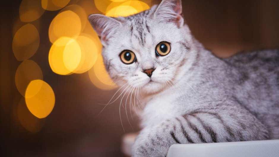 Скоттиш фолд Сильвер табби