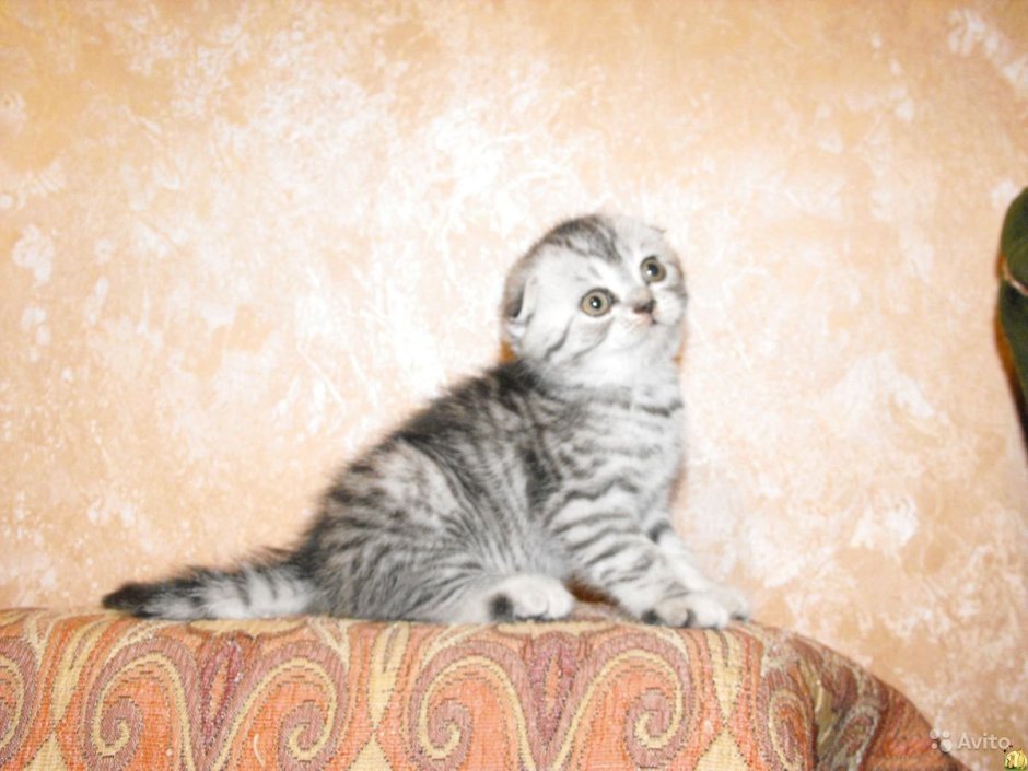 Шотландская вислоухая кошка Виска