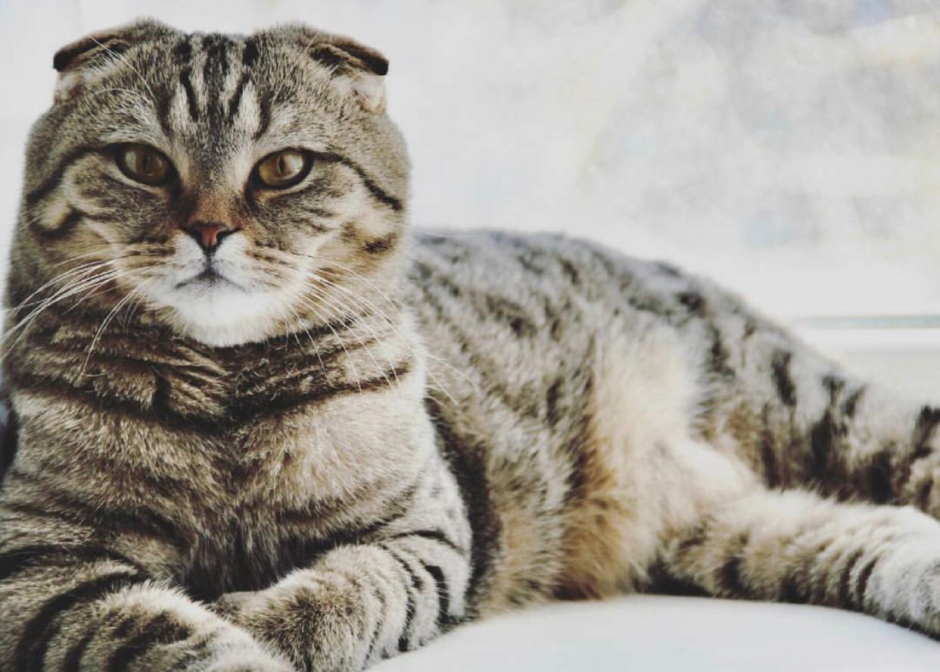 Шотландские вислоухие коты