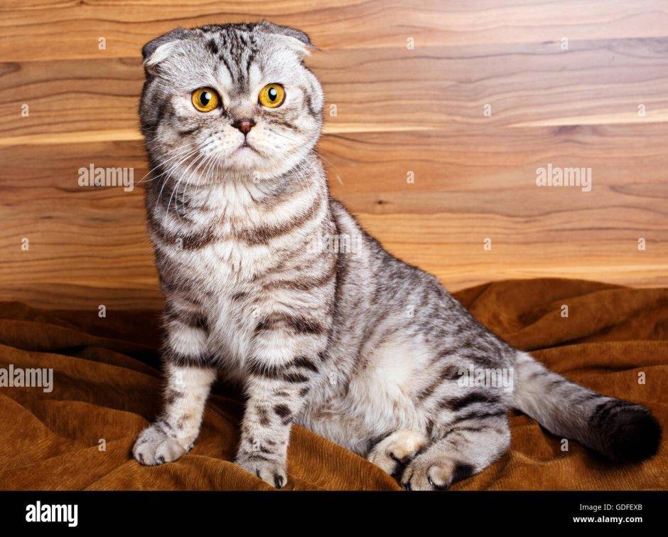 Кот скоттиш фолд