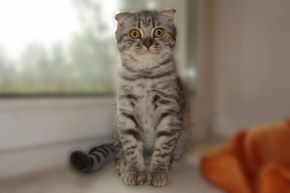 Скоттиш фолд серебристый