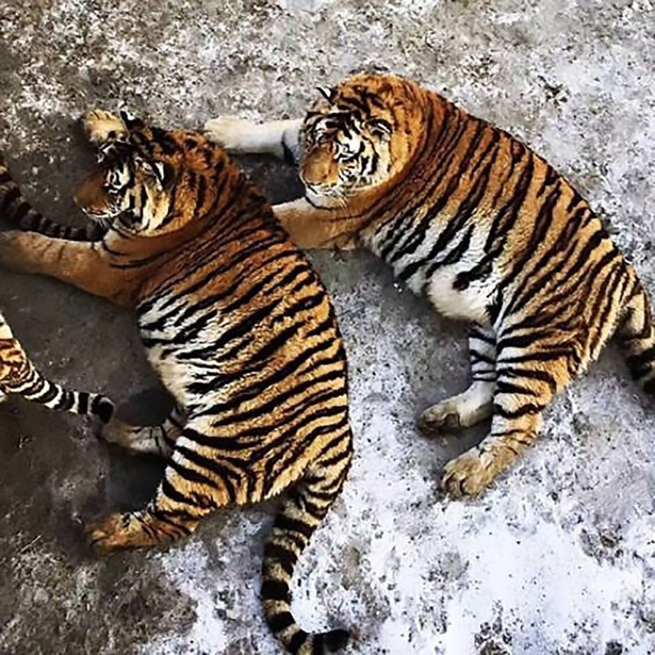Тигр Мем