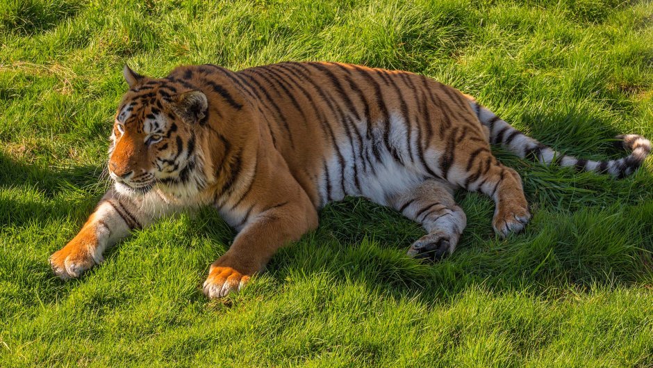 American Tigers.(американские тигры).1996