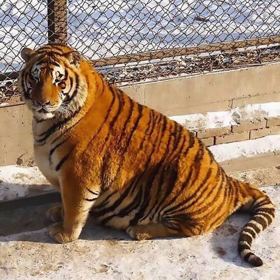 Девушка тигр мультяшная