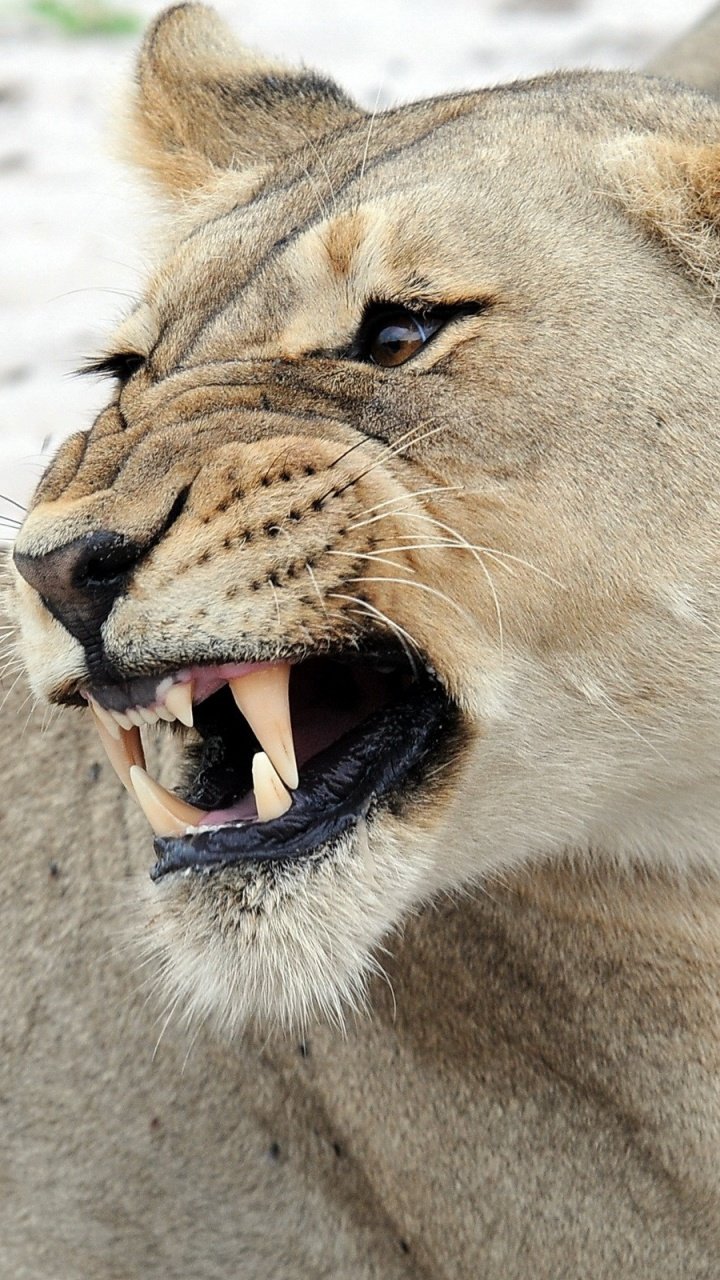 Морда львицы