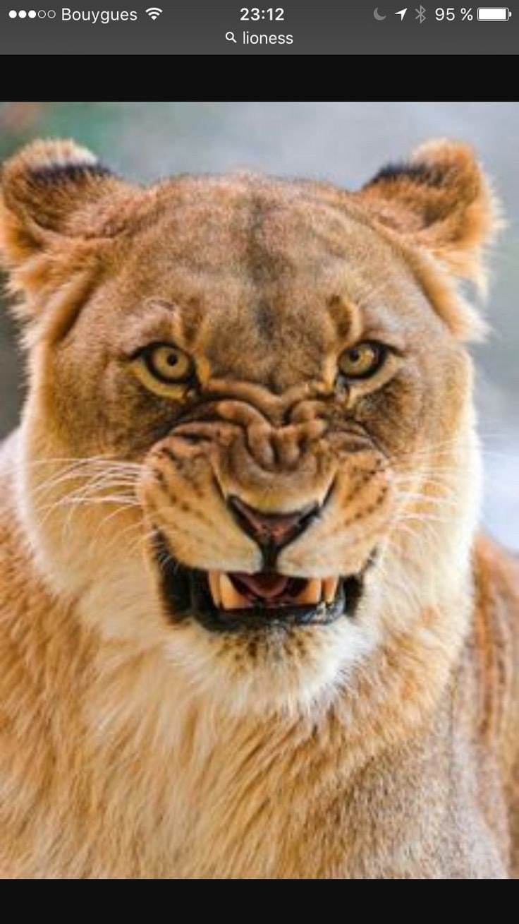 Львица рычит
